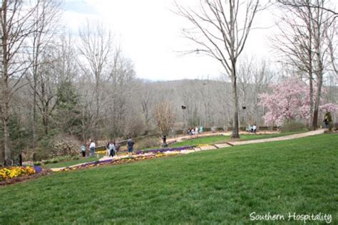 Spring at Gibbs Gardens: the Daffodils - Southern Hospitality