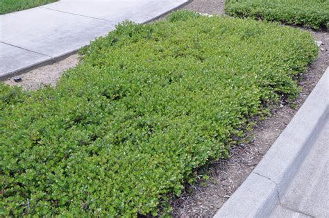 Arctostaphylos uva-ursi | Bearberry | Ground cover, Garden oasis, Desert landscaping