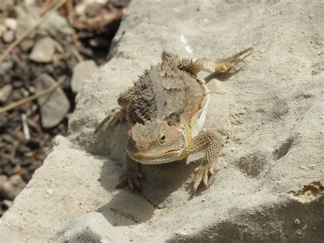 Baby Horned Lizard Out in the Wild : reptiles