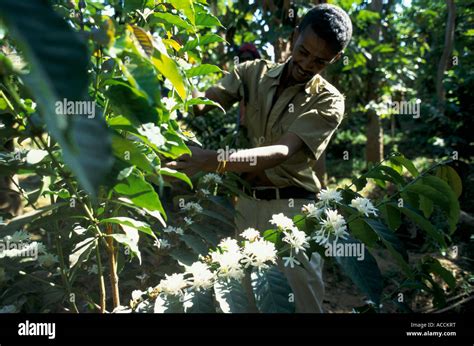 An Ethiopian coffee farmer with a flowering coffee bush Stock Photo - Alamy