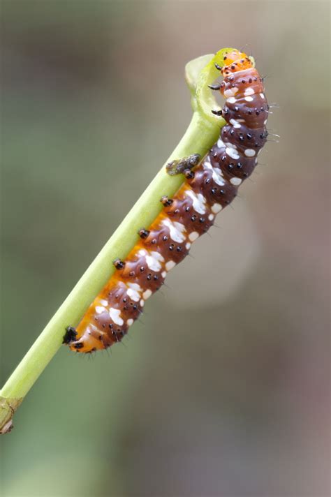 A Truly Helpful Caterpillar Identification Chart - Animal Sake