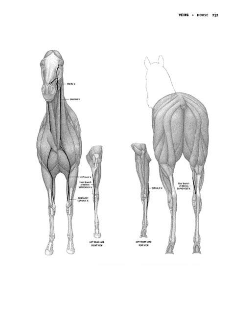 Animal Anatomy for Artists: The Elements of Form | NHBS Academic ...