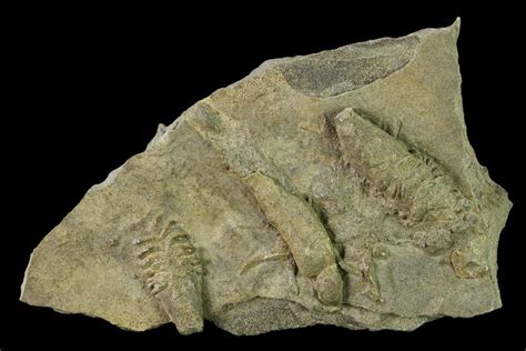 1.3" Cruziana (Fossil Trilobite Trackway) - Missouri (#134851) For Sale ...