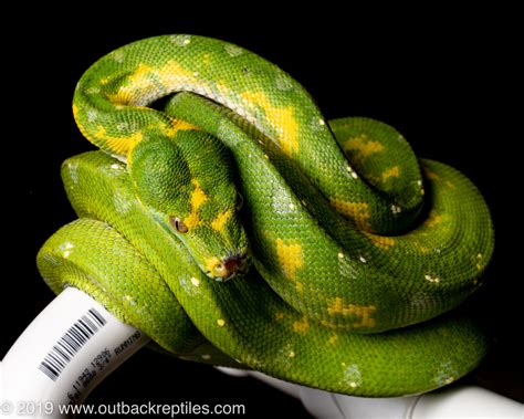 Red biak green tree python subadult | Outback Reptiles