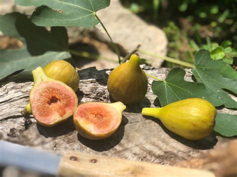 All About the Glorious Olympian Fig - Minneopa Orchards