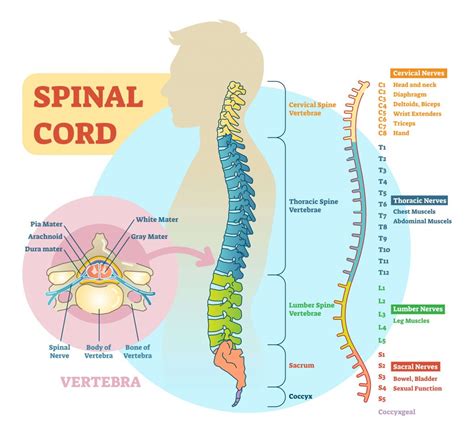 Spinal Cord Anatomy Parts And Spinal Cord Functions | My XXX Hot Girl