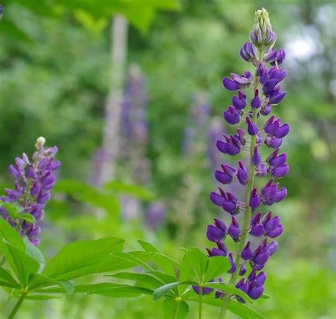 Maine Lupine Flowers - PentaxForums.com