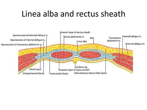 Anterior abdominal wall