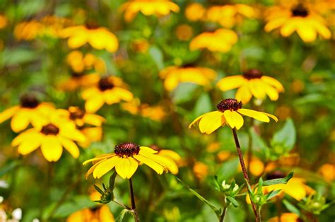 A Guide to Kansas Native Flowers – Down to Earth Services