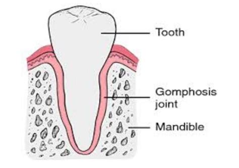 39 Awesome What Is A Gomphosis - insectza