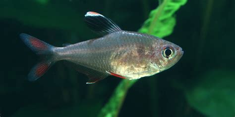 Are Tetra Livebearers? Do They Give Birth or Lay Eggs? - Tetra Fish Care