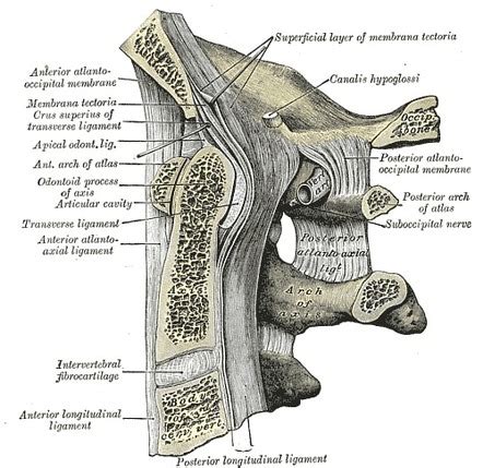 Posterior atlanto-occipital membrane | Radiology Reference Article ...