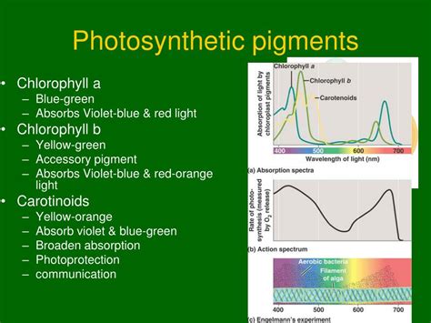 PPT - Photosynthesis PowerPoint Presentation, free download - ID:2950323