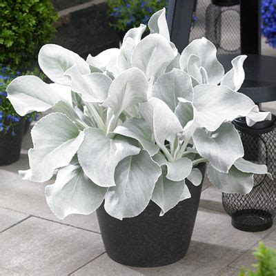 220 Leaves of Silver, Leaves of Grey ideas | foliage, plants, silver plant