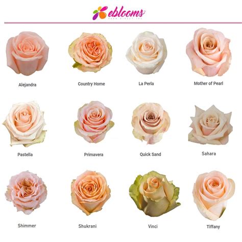 Shimmer Roses – Eblooms Farm Direct Inc.