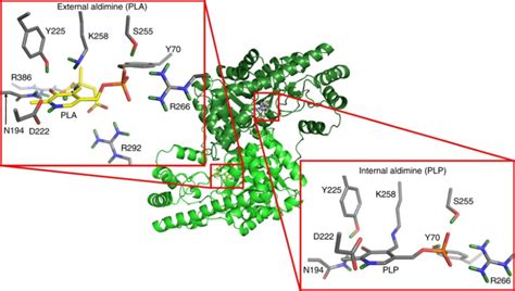 Structure of aspartate aminotransferase with substrate analog... | Download Scientific Diagram