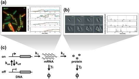 Stochastic gene expression. (a) Experimental observations of ...