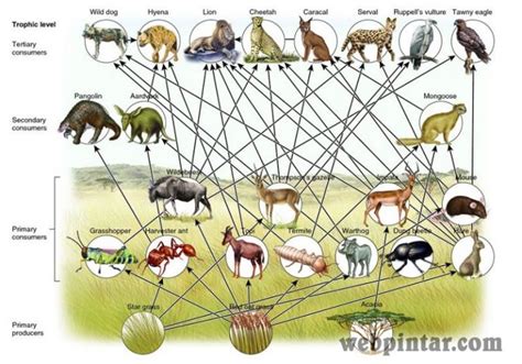 contoh gambar rantai makanan di hutan | WebPintar