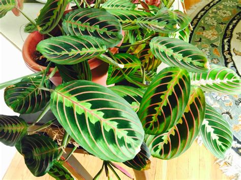 Jardineria ,plantas y su cuidado : PRAYER PLANT Maranta leuconeura