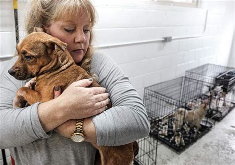 Area gets dozens of rescue animals - The Blade