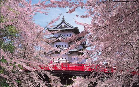 Where to See Cherry Blossoms | A Trail of Tohoku Japan