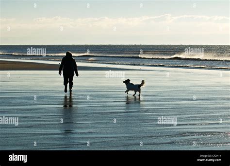 A person walking their dog across the beach at Dunraven Bay Stock Photo ...