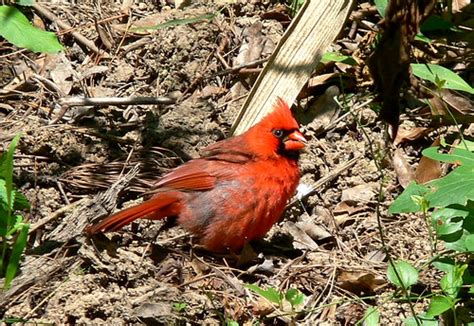 Cardinal - Congaree Swamp, South Carolina | Linda Tanner | Flickr