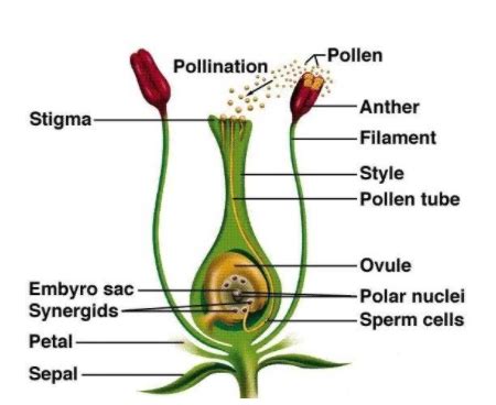 Draw a neat diagram of germination of pollen on stigma. Also label on ...