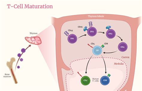 T Cell Maturation - Rethink Biology Notes - Immunology