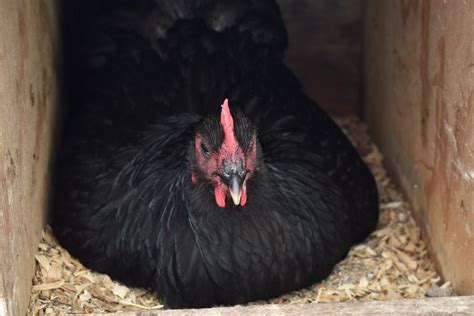 Hatching Under a Broody Hen - Farmstead Chickens