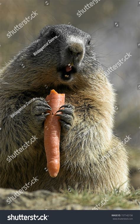 Alpine Marmot Stock Photo 157142156 : Shutterstock