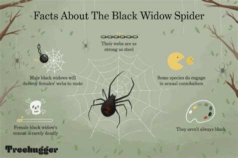 Has Anyone Ever Died From A Black Widow Spider Bite - False Widow Spider Bite Death Could Be ...