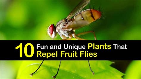 Fruit Fly Repellent Plants - Repel Fruit Flies with Greenery