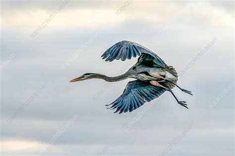 Great blue heron in breeding plumage - Stock Image - C056/3777 - Science Photo Library