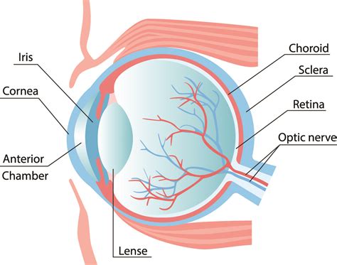 3 Parts of Your Eye Anatomy That Make Vision Possible - Pikesville, MD