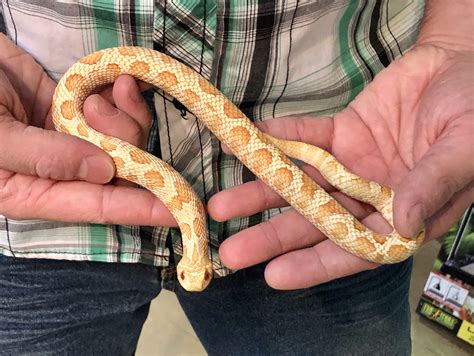 z(OUT OF STOCK) - WESTERN HOGNOSE SNAKE - ALBINO, (Richie) C