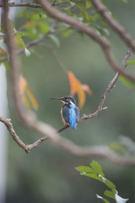 Common Kingfisher