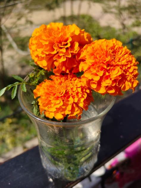 Marigold, Marigold Flower, Genda Phool, Yellow Flower, Flower in Glass ...