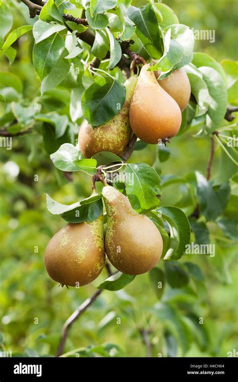 Pear tree fruit hi-res stock photography and images - Alamy