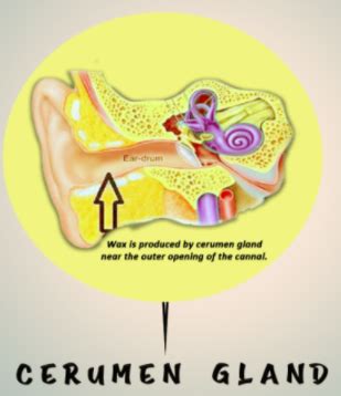 Ceruminous Glands