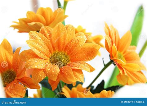 Orange chrysanthemum stock image. Image of bouquet, petal - 4458519