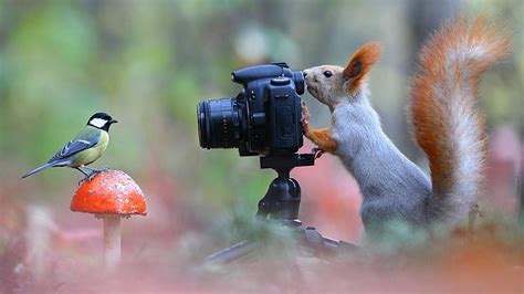 animal, squirrel, veverita, bird, mushroom, camera, funny, HD wallpaper | Peakpx