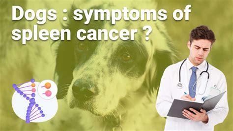 What are the symptoms of spleen cancer in dogs ? - Utidings