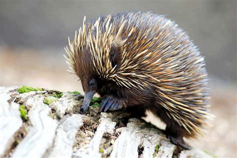 What is an echidna? | New Scientist