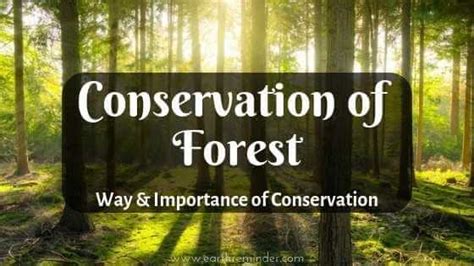 Conservation of Forest: Ways to Conserve Forest | Earth Reminder