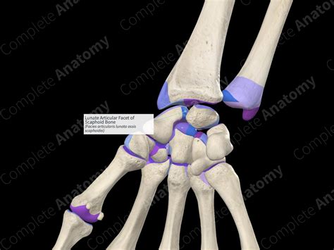 Lunate Articular Facet of Scaphoid Bone | Complete Anatomy