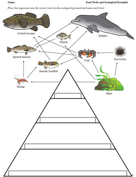 Food Chain Diagram Food Chain Worksheet Ecological Pyramid Primary | My XXX Hot Girl