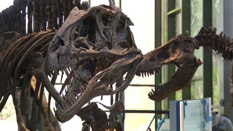 Dinosaurs, new exhibits to greet visitors at new Witte Museum | KABB