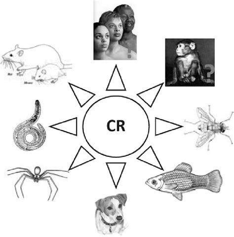 The effect of caloric restriction on lifespan. Prolonged lifespan in ...