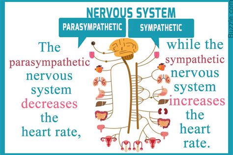 The sympathetic and parasympathetic systems are a part of the ...